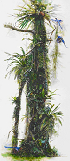 Calling from the Rain Forest─Explore Inspiration in Rain Forest